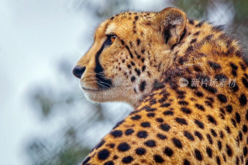 猎豹(Acinonyx jubatus)